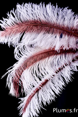 Autruche rachis bronze - 30-40 cm - blanc